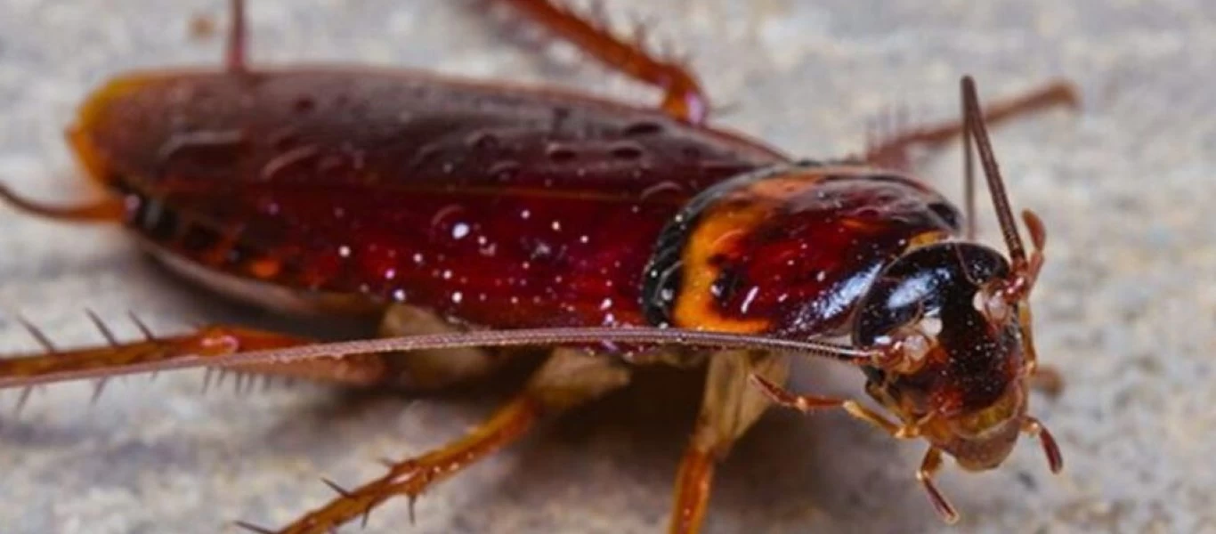 Το ξέρετε; Αυτό το λαχανικό διώχνει τις κατσαρίδες!